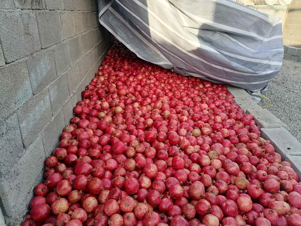 تصویر 1 از قیمت خرید عمده نار دونه انار