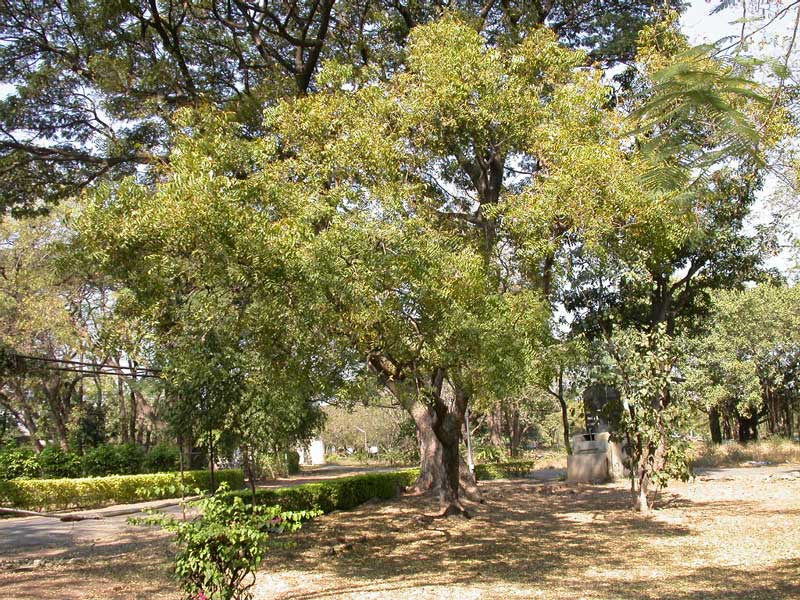 تصویر 1 از قیمت عمده برگ حنا