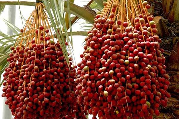 تصویر 2 از قیمت خرما کبکاب صادراتی + خرید باور نکردنی