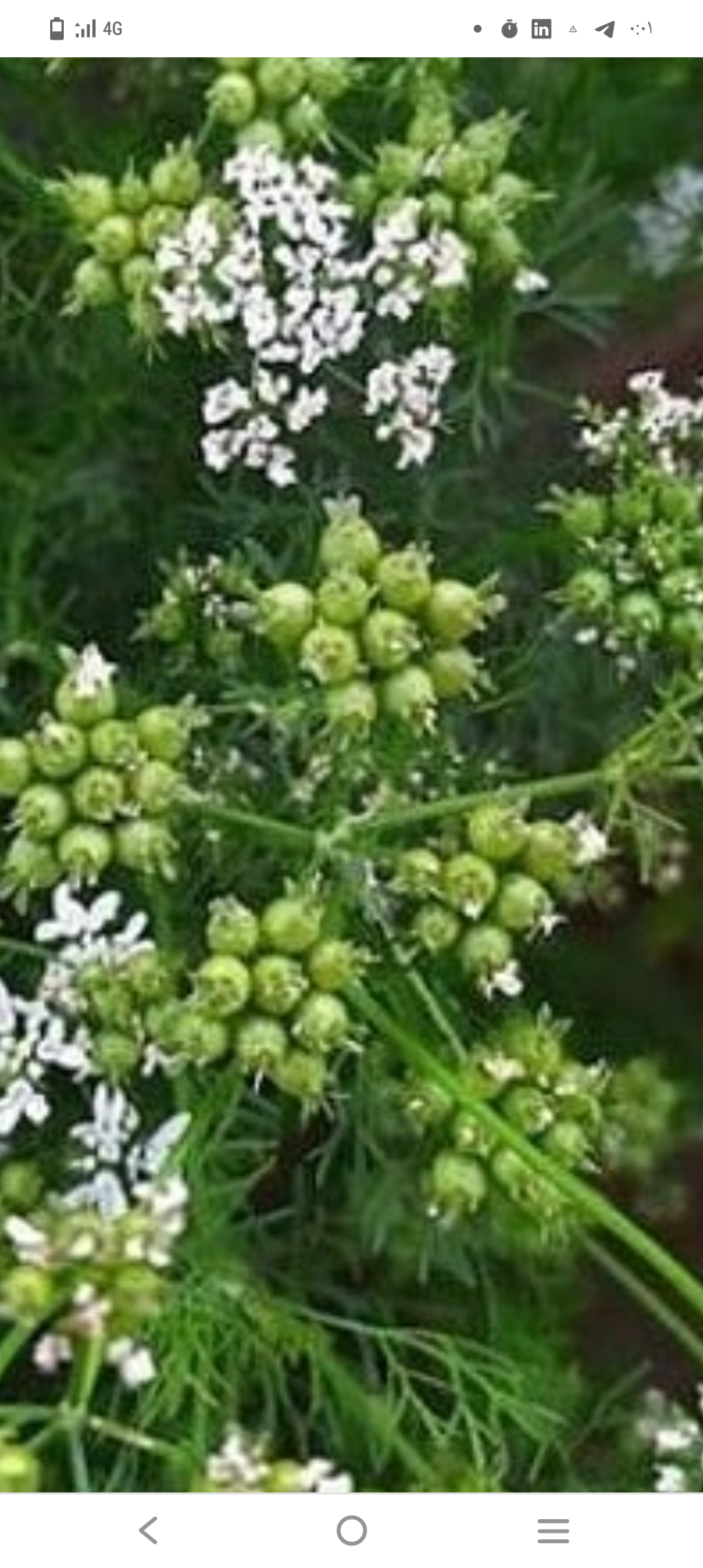 فروش عمده تخم گشنیز عمده
