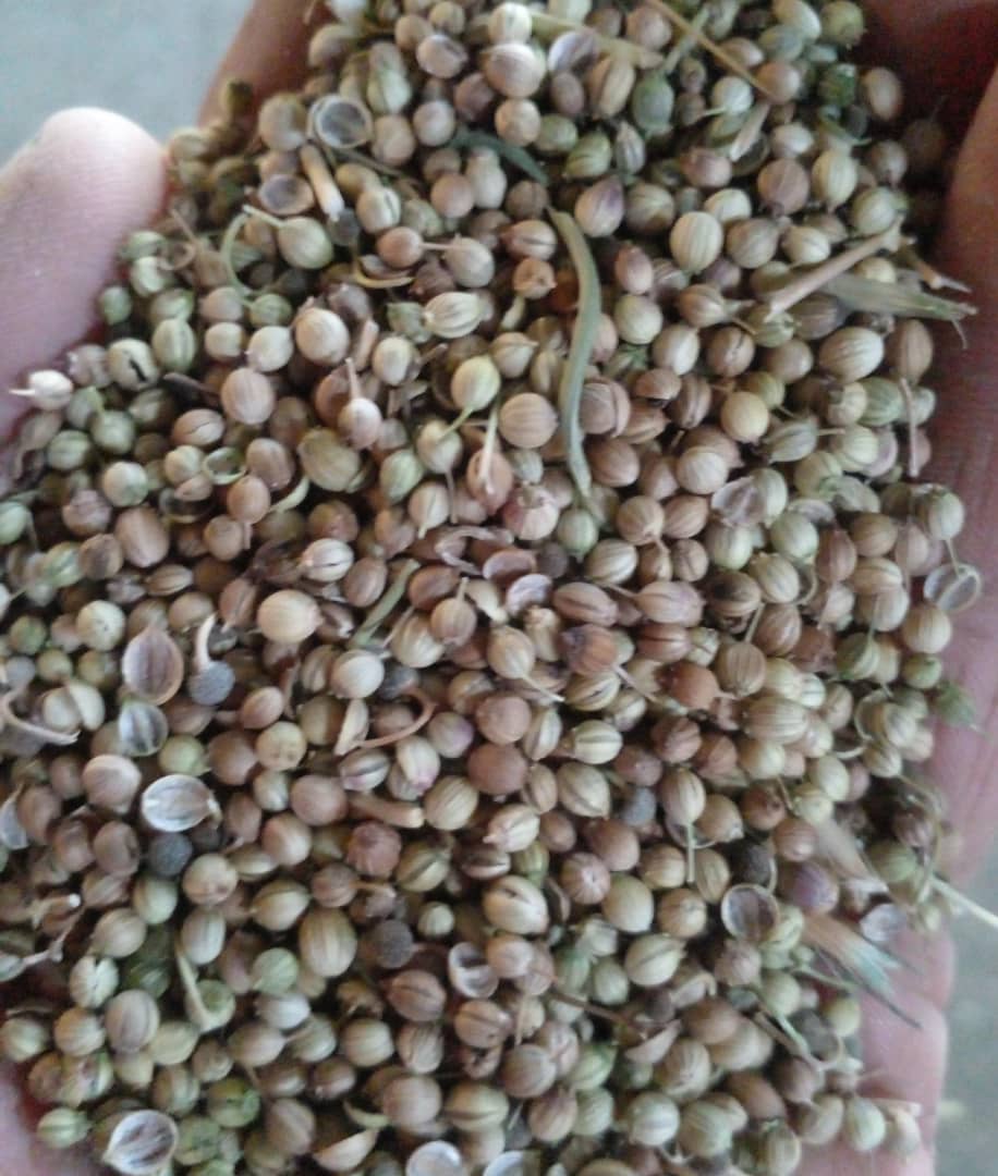 تصویر 1 از بذر گشنیز + فروش عمده