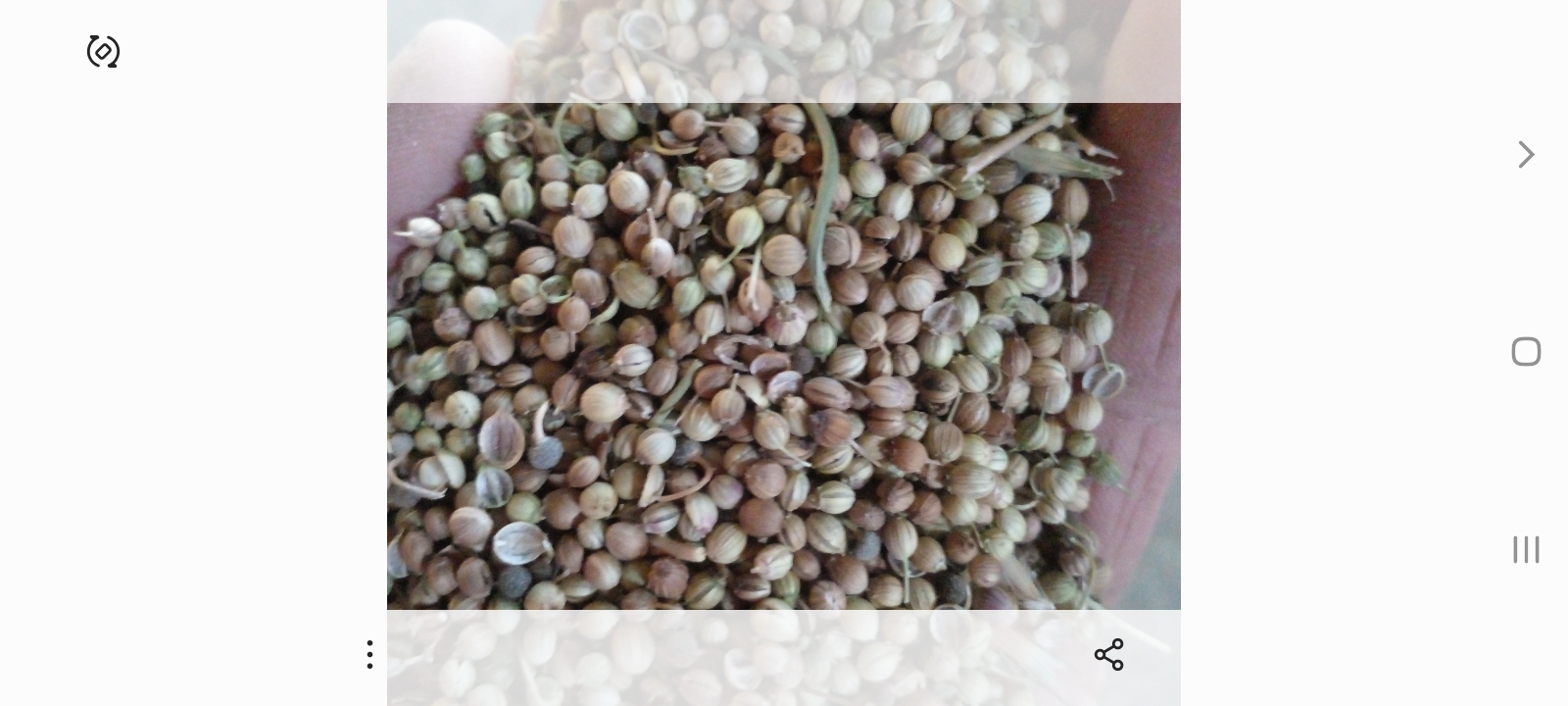 تصویر 2 از بذر گشنیز + فروش عمده
