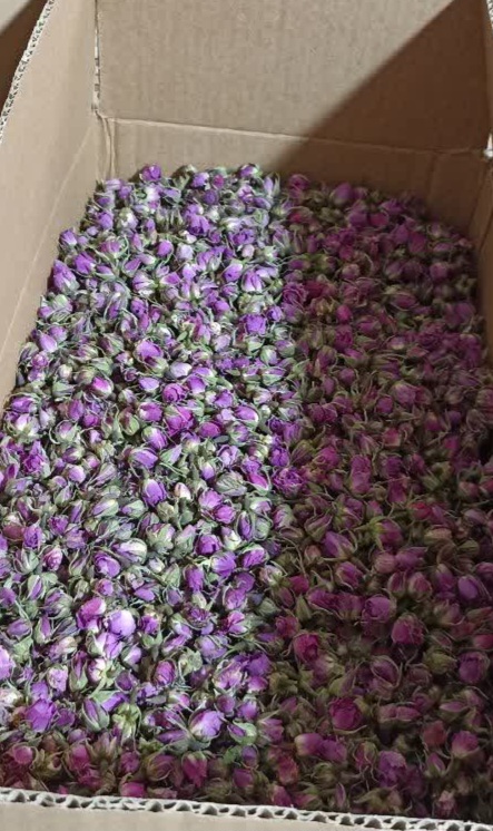 غنچه گل محمدی و خواص آن