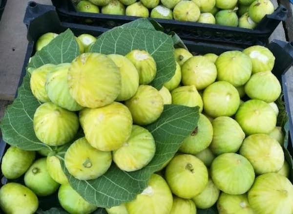تصویر 3 از قیمت خرید انجیر سفید گلابی + فروش ویژه