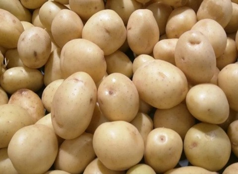 خرید سیب زمینی کلمبا همدان