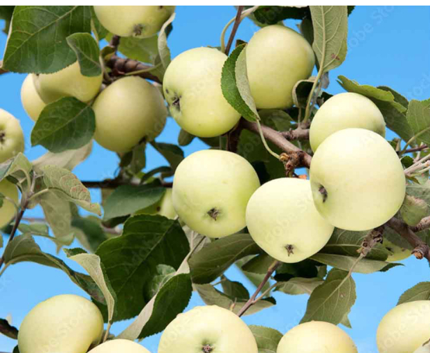فروش سیب سفید درختی  به همراه قیمتی باور نکردنی