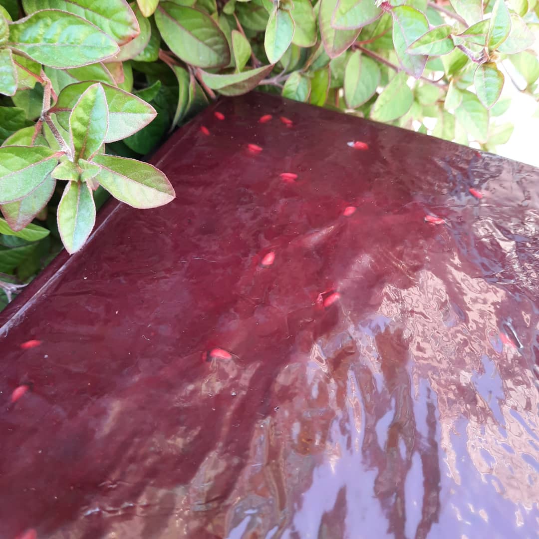 تصویر 1 از لواشک انار خانگی نی ریز