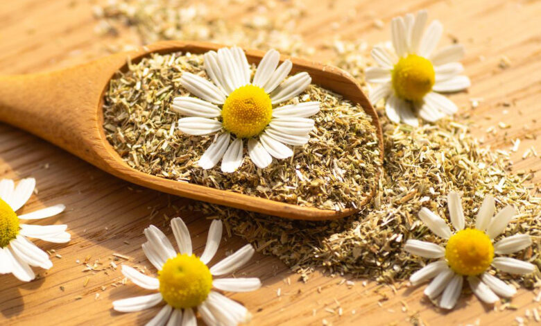 تصویر 5 از گل بابونه معرفی خواص درمانی و کاربردهای گیاه دارویی اصیل