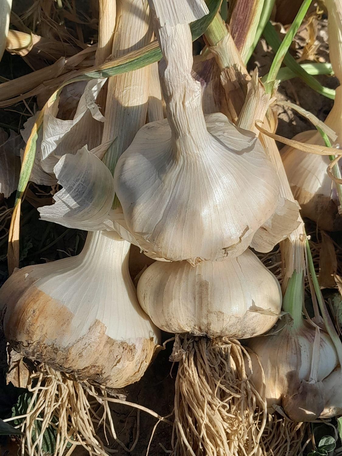 تصویر 1 از سیر سفیدو تازه درجه یک همدان