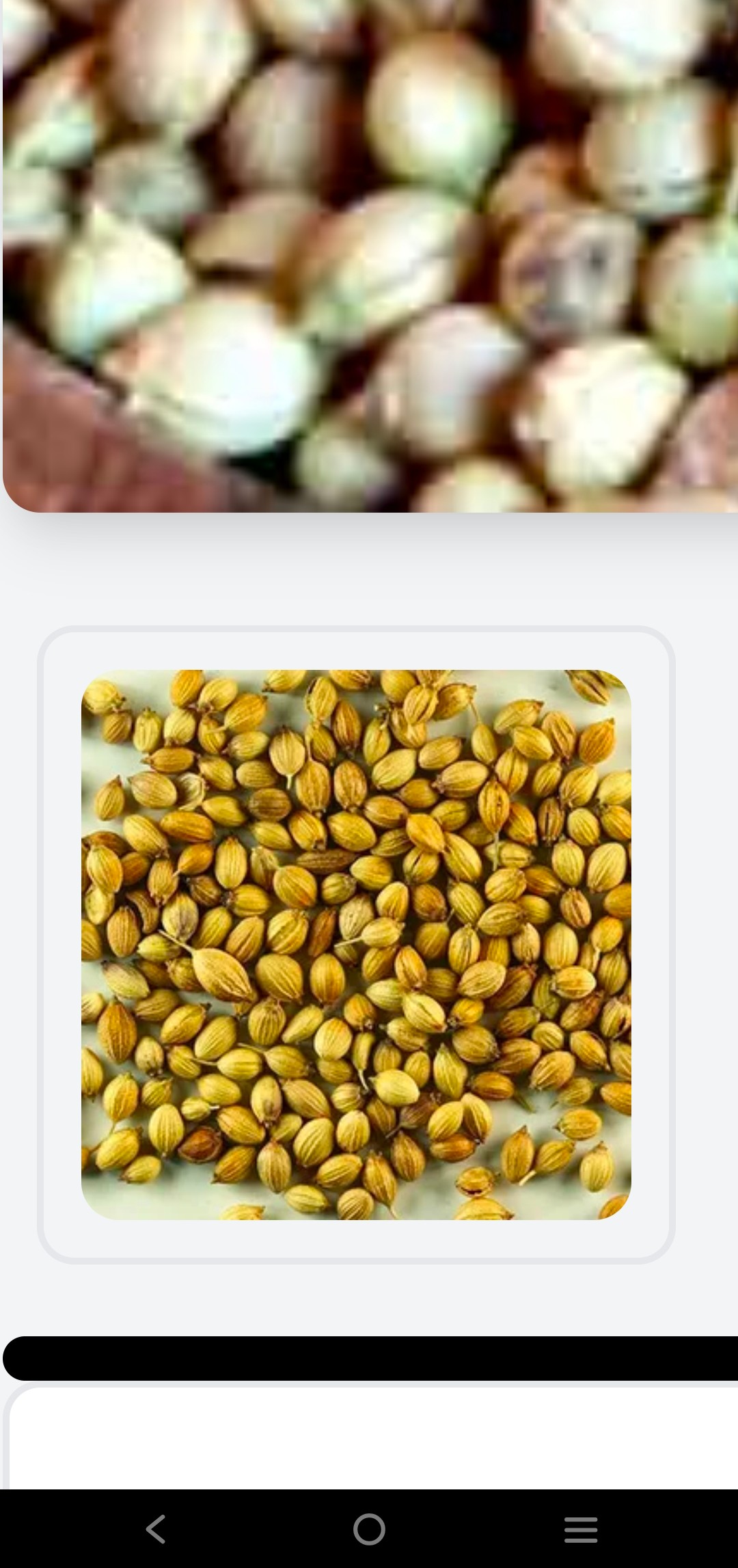 خواص بذر گشنیز +ارزش غذایی