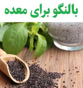 تصویر 2 از بالنگوی شهری صادراتی با کیفیت بالا