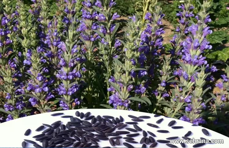 تصویر 1 از بالنگوی شهری صادراتی با کیفیت بالا