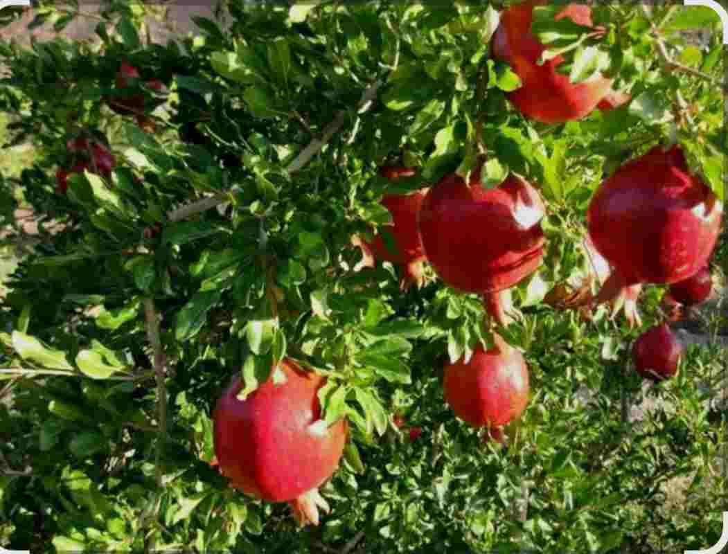 تصویر 2 از هیومیک اسید قیمت ارزان