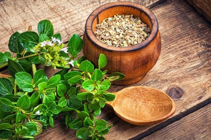 تصویر 4 از مرزنجوش ادویه خوش‌عطر و داروی طبیعی آرامش و هضم آسان