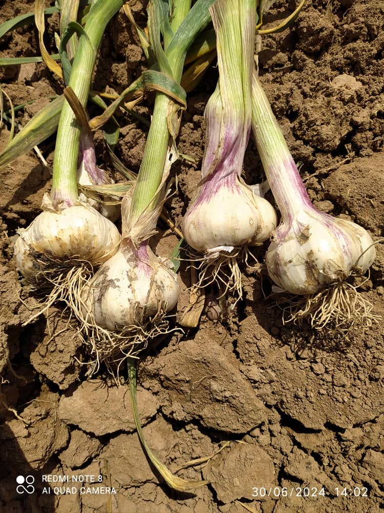 تصویر 2 از خرید سیر اعلا + فروش صادراتی