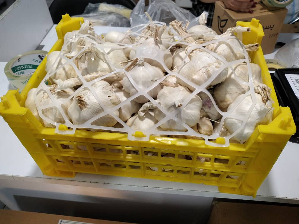 تصویر 1 از خرید سیر اعلا + فروش صادراتی