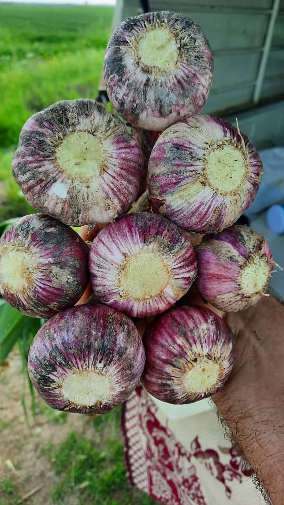 تصویر 3 از خرید سیر اعلا + فروش صادراتی