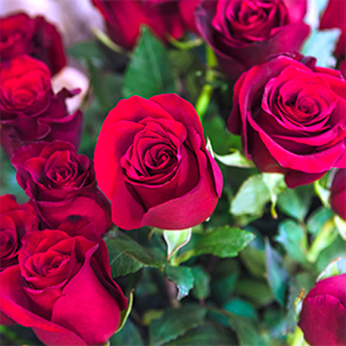 تصویر 3 از گل رز قرمز هلندی