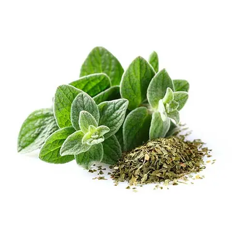تصویر 5 از پونه کوهی دارویی با عطر ماندگار