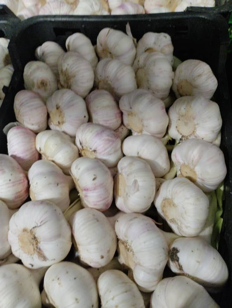 خرید سیر سفید خشک + قیمت فروش استثنایی