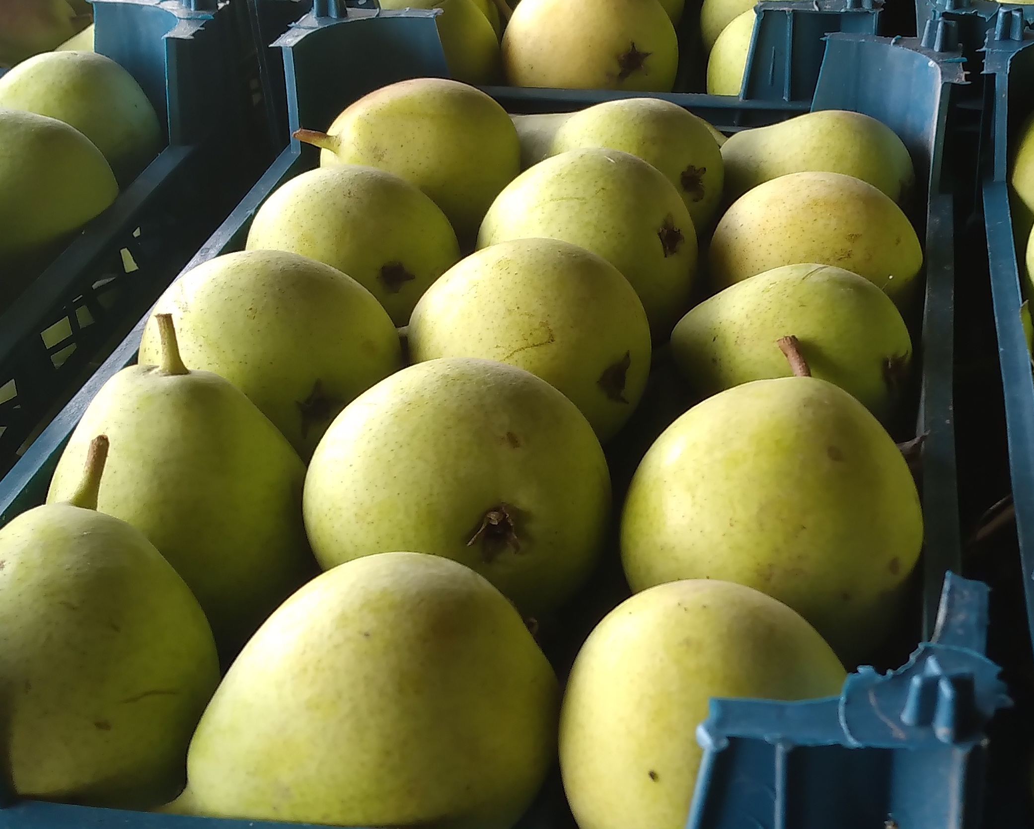 تصویر 1 از گلابی محلی مازندران