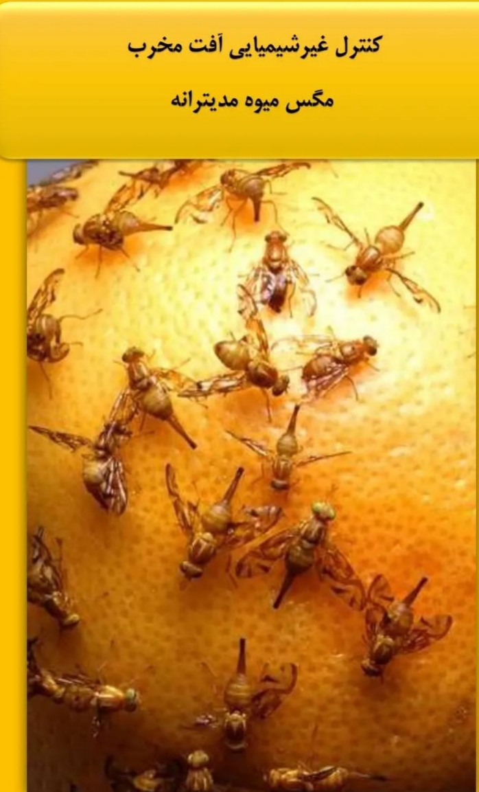 تصویر 1 از آفت کش ارگانیک مگس مدیترانه ای