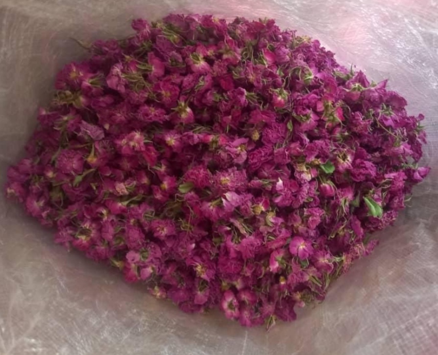 تصویر 1 از خرید و فروش گل محمدی