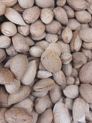 تصویر 1 از قیمت عمده بادام درختی
