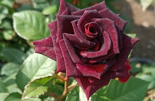 تصویر 1 از قیمت گل رز مشکی هلندی