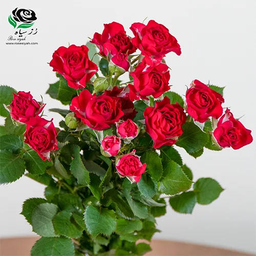 تصویر 2 از فروش عمده گل رز مینیاتوری