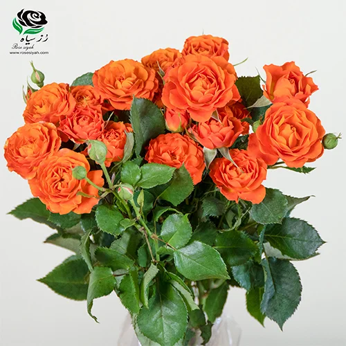 تصویر 4 از فروش عمده گل رز مینیاتوری