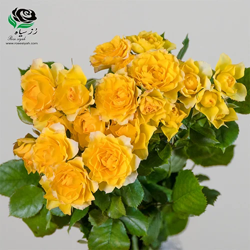 قمیت و خرید گل رز هلندی شاخه‌ بریده مینیاتوری