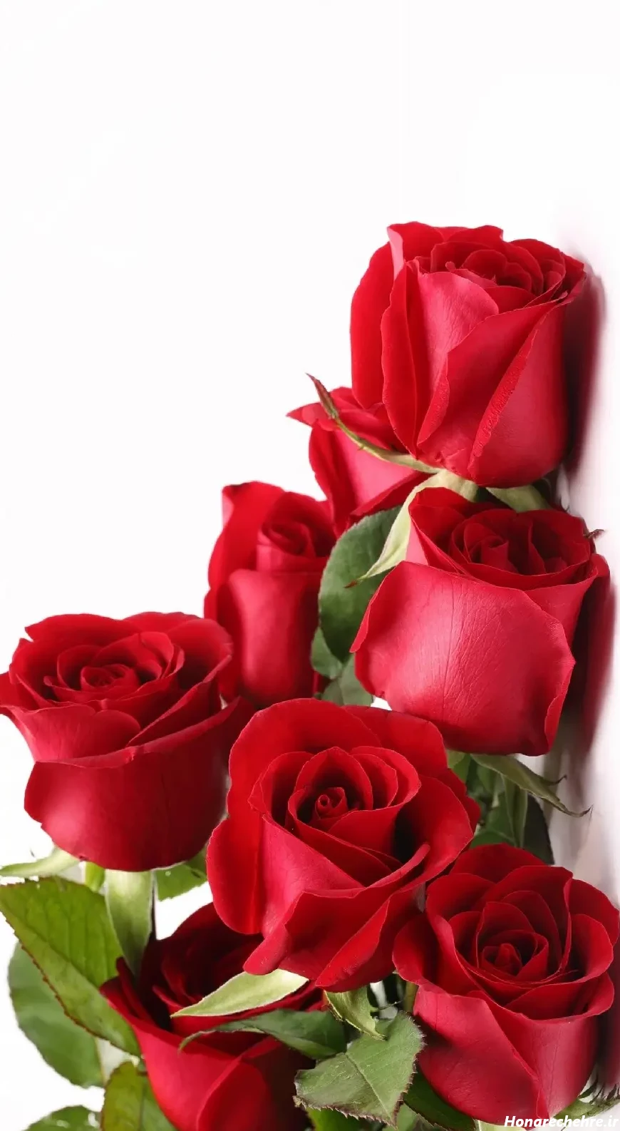 تصویر 7 از سفارش عمده محبوب‌ ترین گل رز