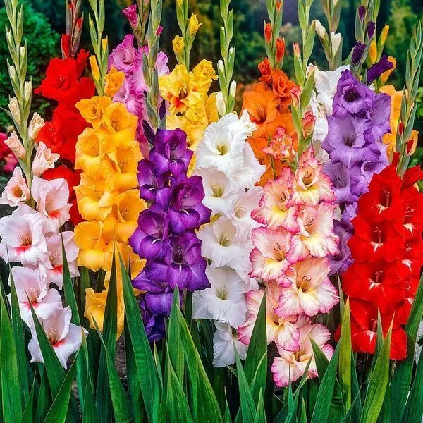 قیمت هرشاخه گل گلایل