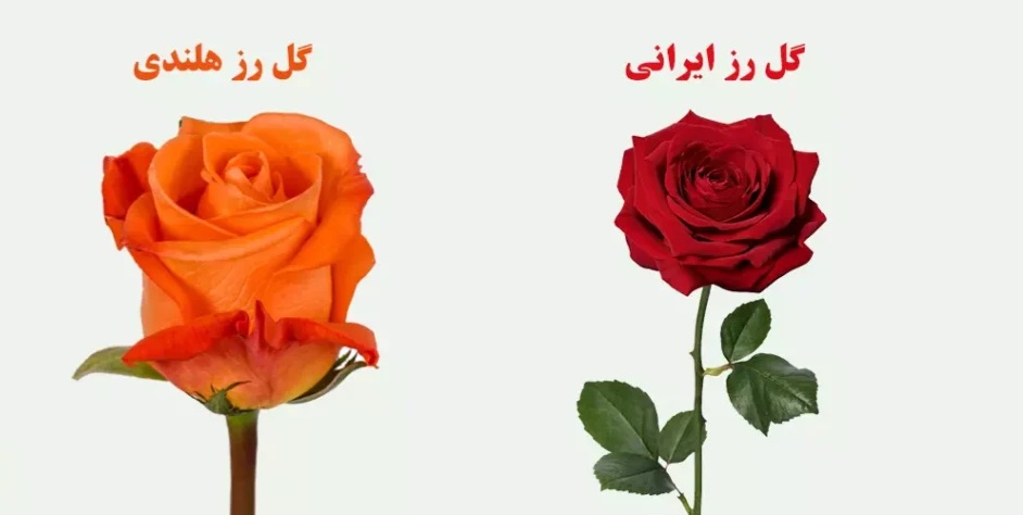 تصویر 4 از قیمت تک شاخه گل رز ایرانی
