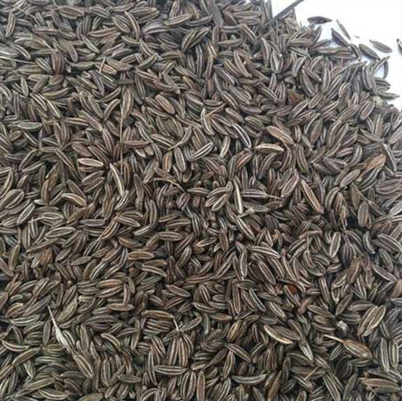 تصویر 2 از خرید اینترنتی زیره سیاه کرمان