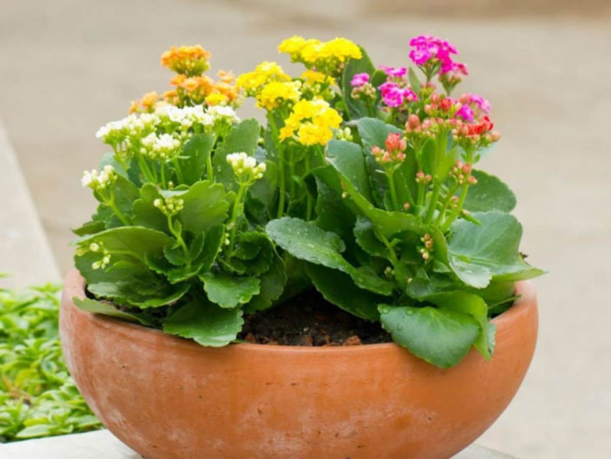 تصویر 3 از خرید گل آپارتمانی کالانکوا + فروش صادراتی