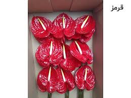 تصویر 1 از خرید باور نکردنی شاخه گل طبیعی آنتریوم