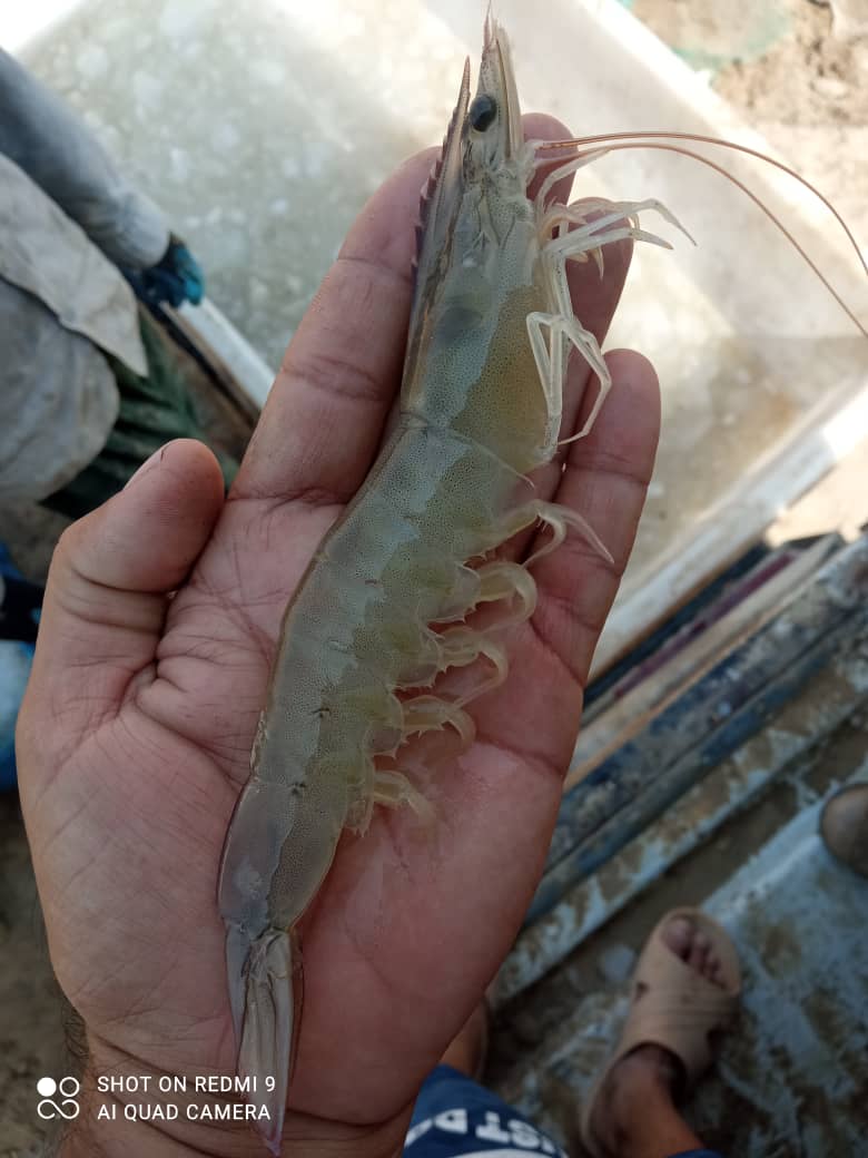 تصویر 1 از فروش عمده میگو درشت + قیمت دست اول