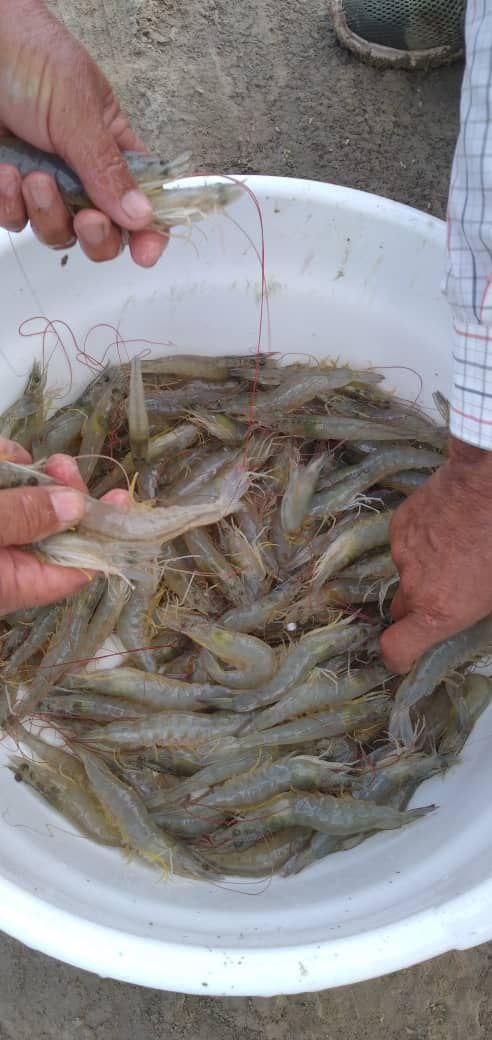 تصویر 1 از خرید به صرفه میگوی صادراتی