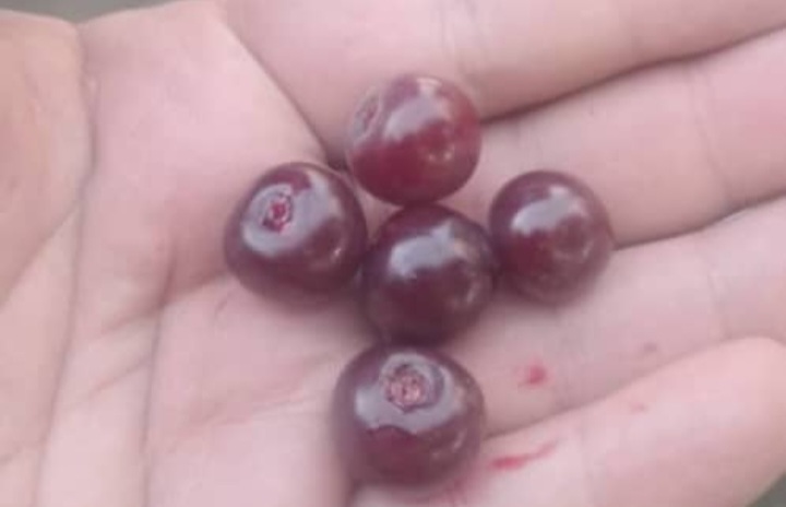 آلبالو ارومیه بدون شاخه