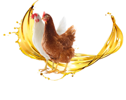 قیمت و فروش روغن دام و طیور + گالن و فله