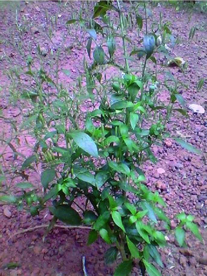تصویر 1 از چرایته مرغوب + فروش عمده
