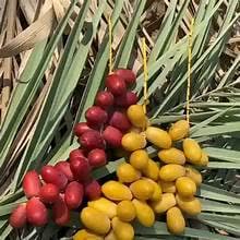 تصویر 1 از خرما خارک تازه + قیمت عمده مناسب