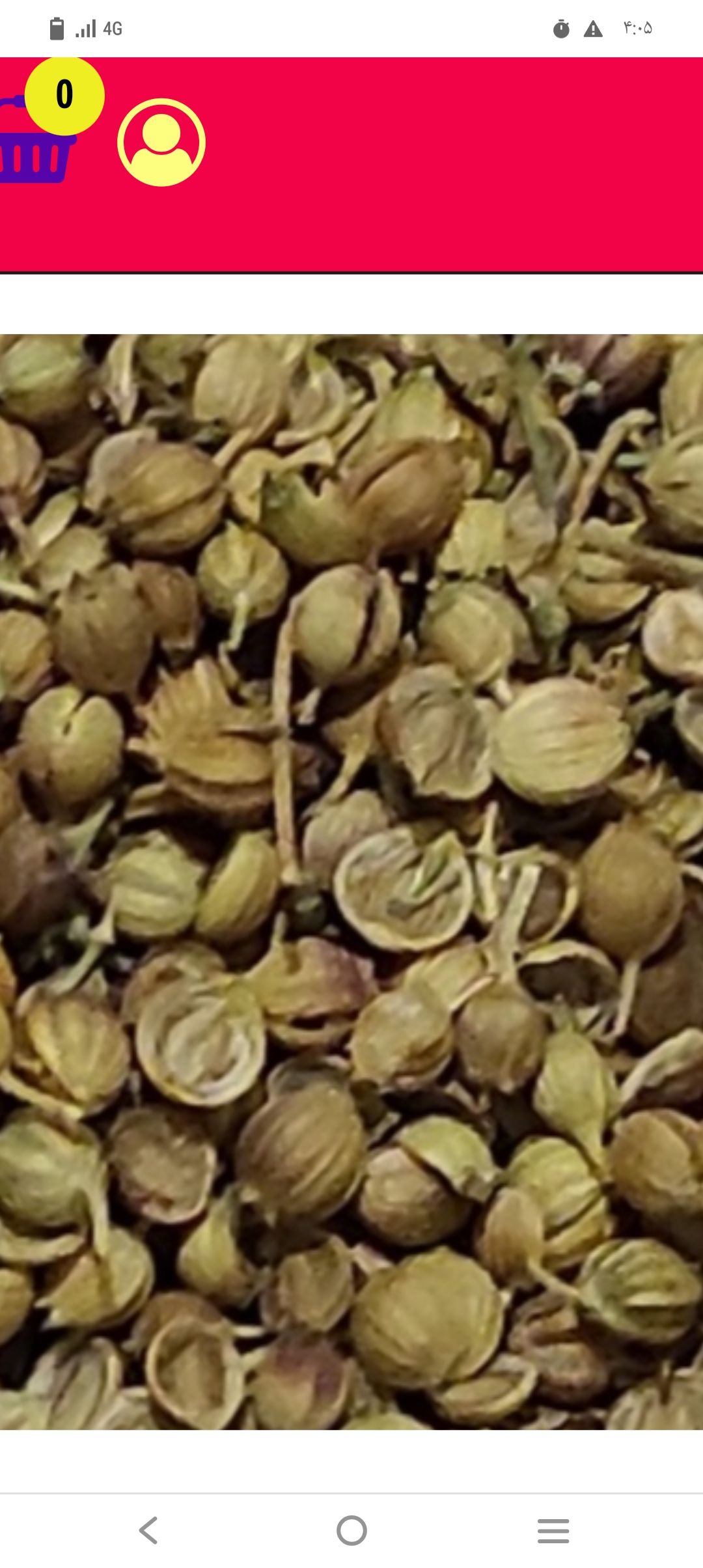 بذر تازه گشنیز جهت فروش پرنده فروشی و عطاری