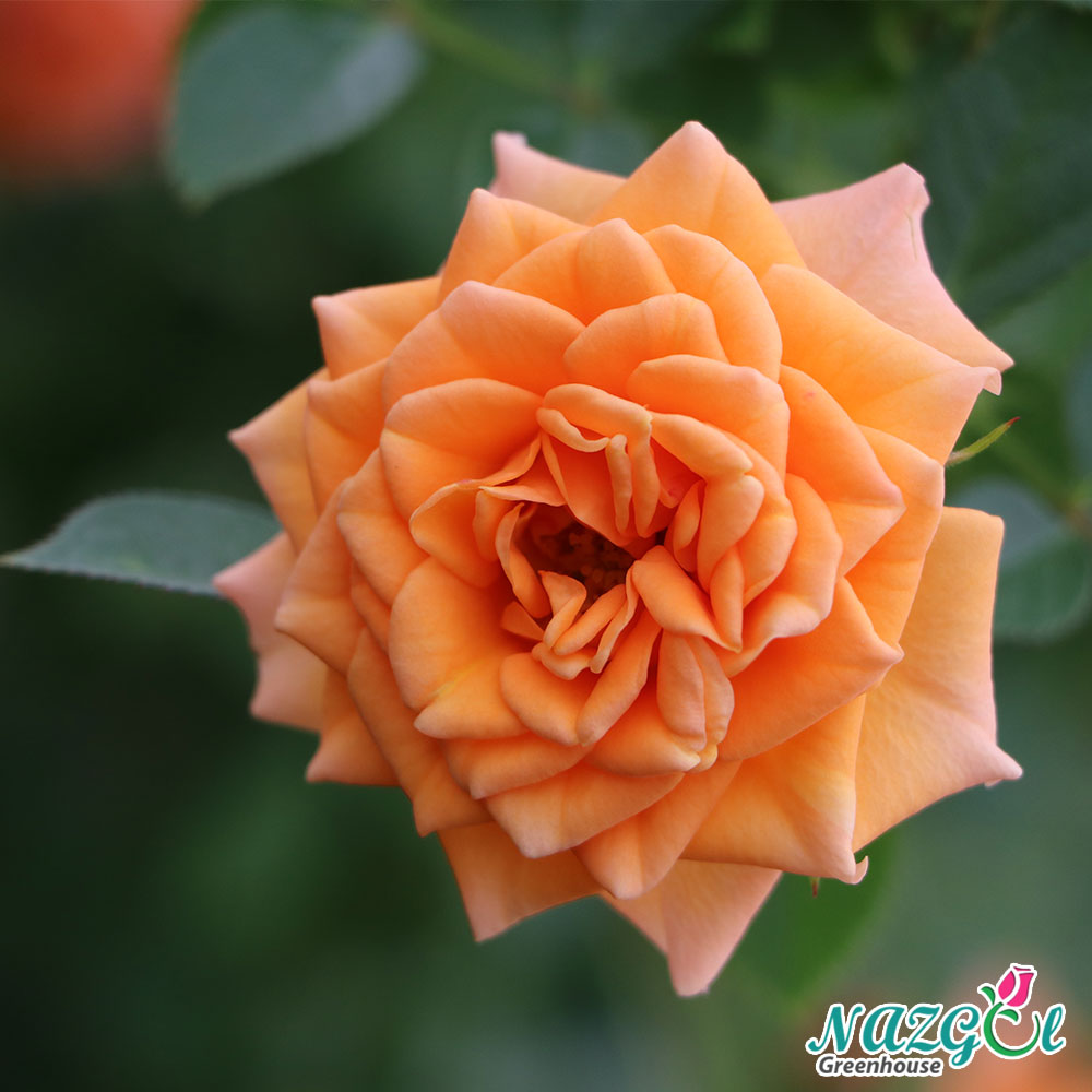 تصویر 1 از گل رز ساناز رونده عالی