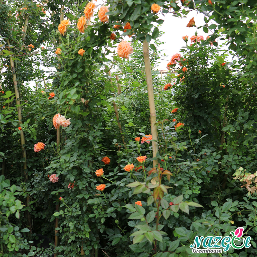 تصویر 3 از گل رز ساناز رونده عالی