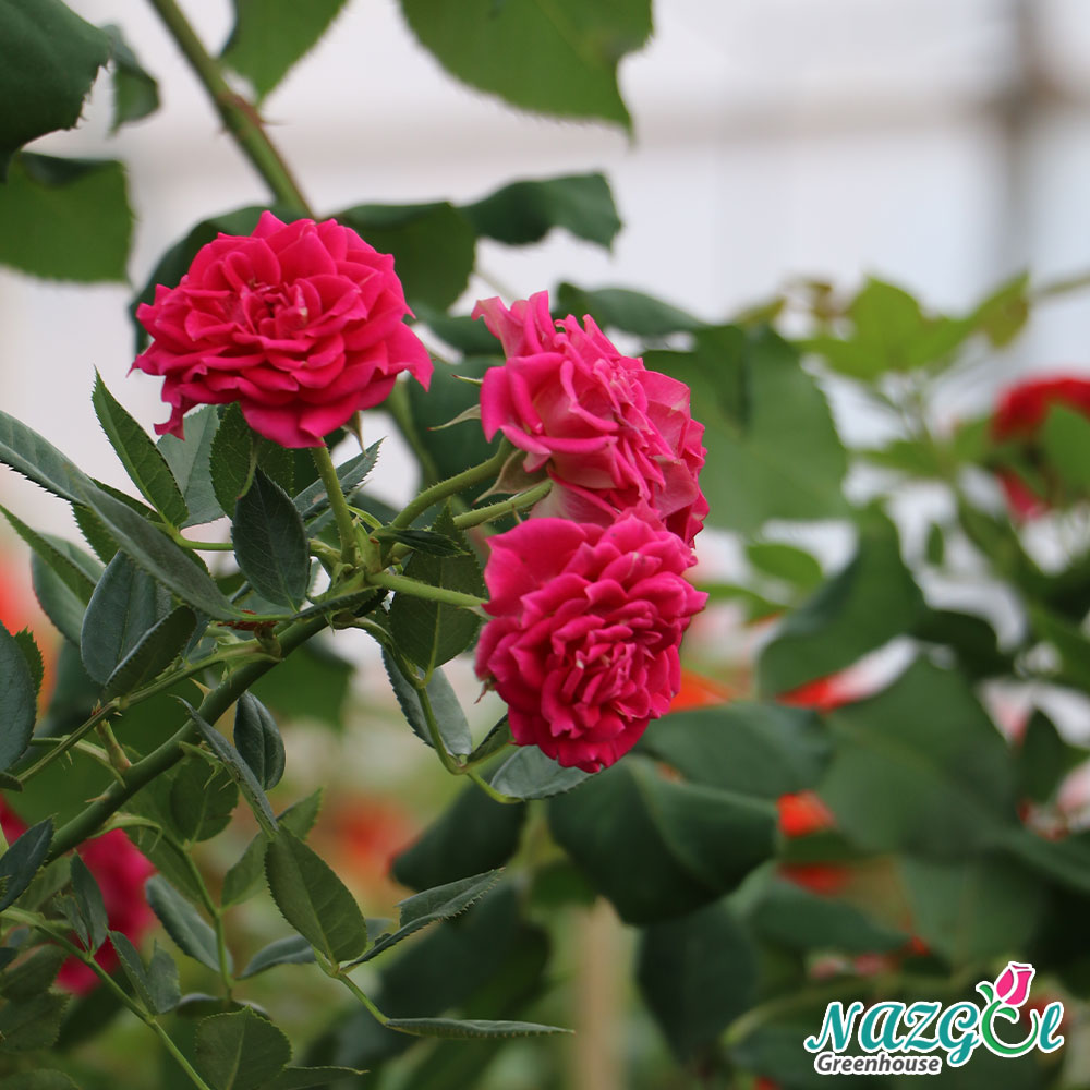 تصویر 2 از گل رز ساناز رونده عالی