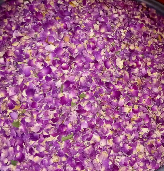 پر گل محمدی خشک باکیفیت عالی داراب شیراز