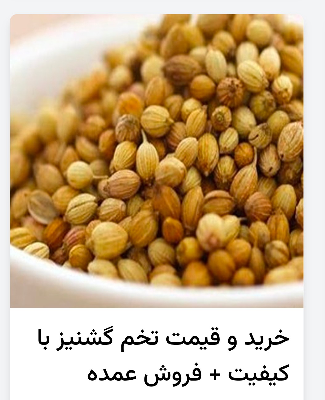 فروش دانه گشنیز با کیفیت از مزارع خصوصی
